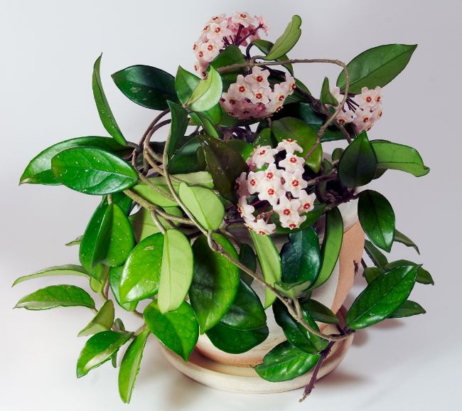 hoya carnosa compacta is an easy care houseplant