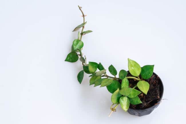 hoya leaves turning yellow