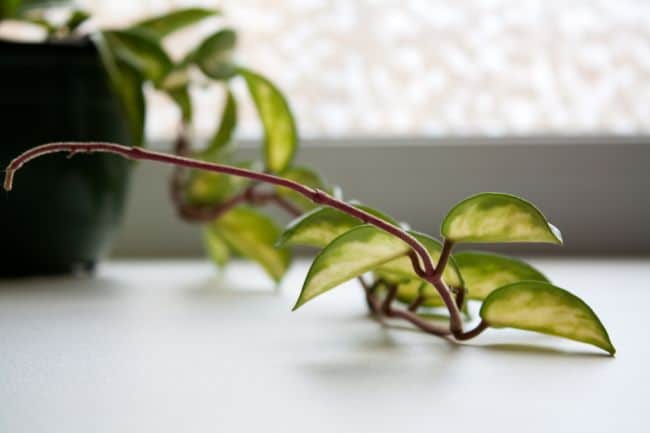 hoya leaves turning yellow due to lighting problems