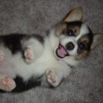 husky-corgi-mix