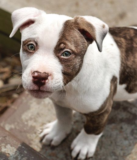 husky pitbull mix