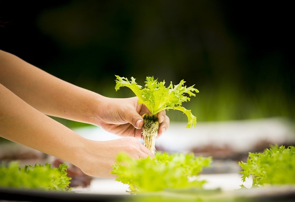 hydroponic vegetables