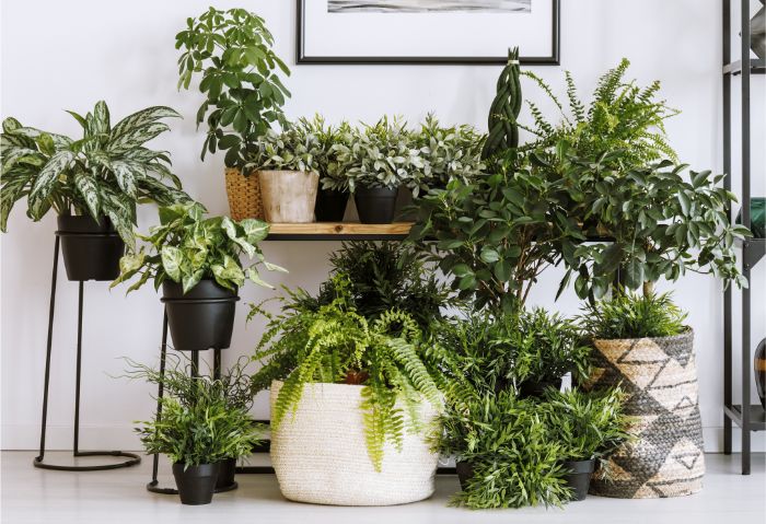 increase humidity for indoor plants