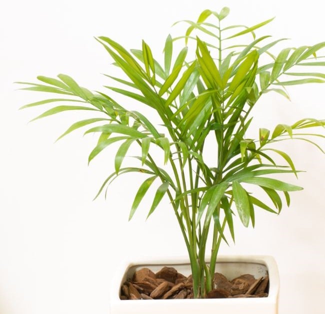 why is your indoor palm tree dying?