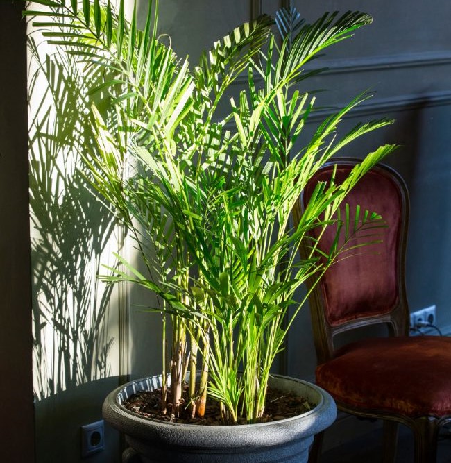 reasons for indoor palm tree dying