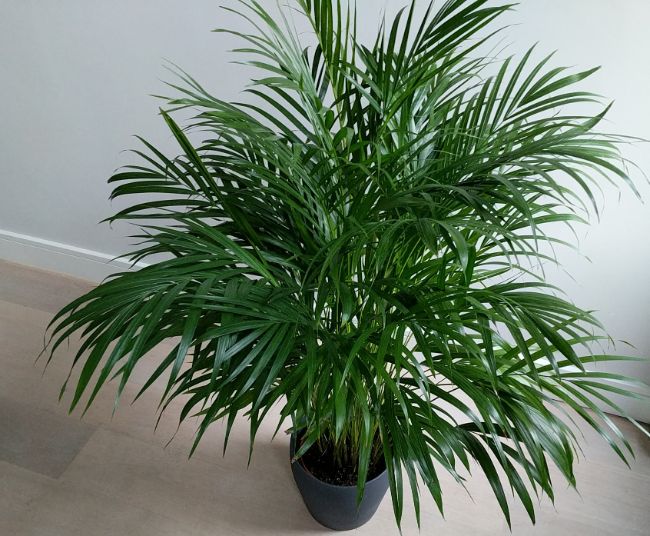 areca palm