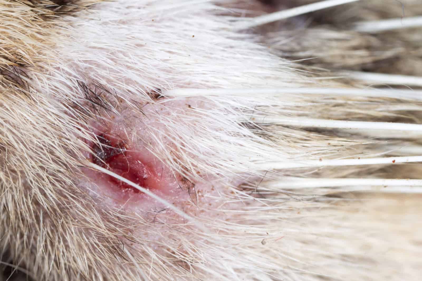 infected wound on cat's skin