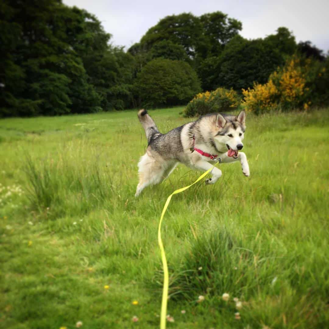 Northern Inuit Dog Running in the Grass