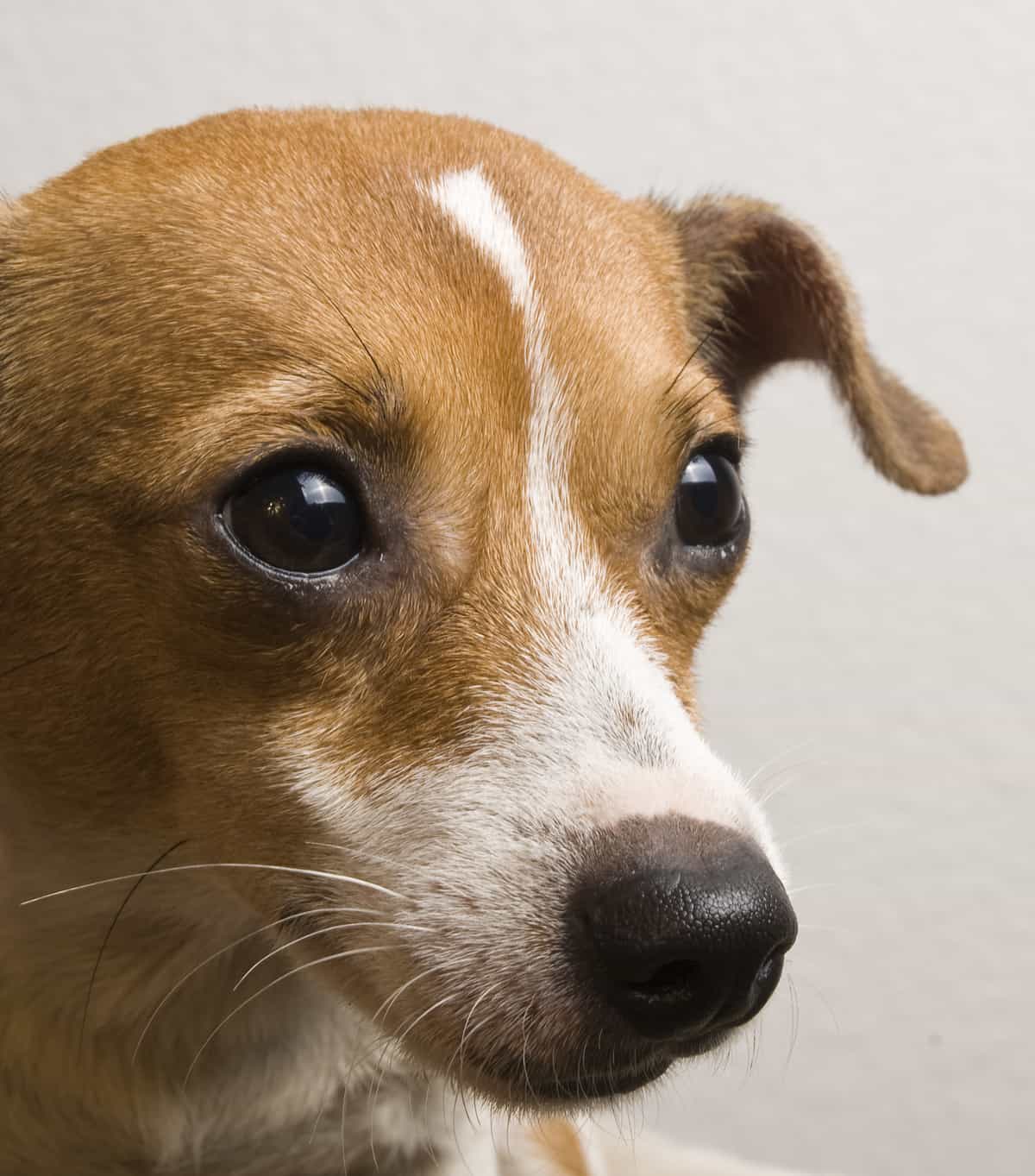 Jack Russell/Chihuahua Mix Dog Sweet Expression