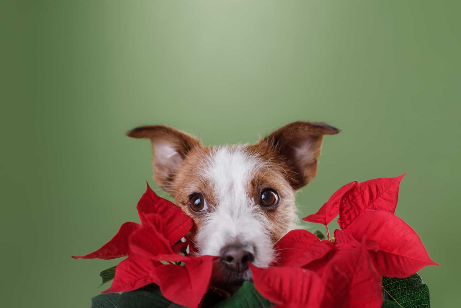 jack russell dog with a red flower poinsettia.