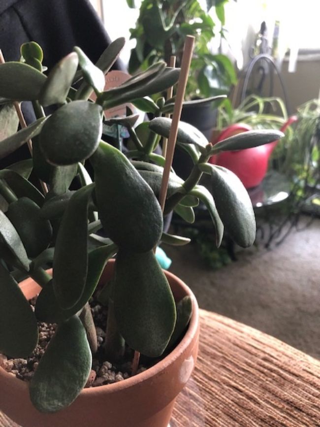 jade plant drooping