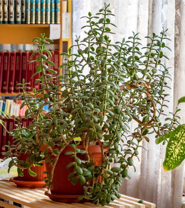 jade plant drooping crassula ovata