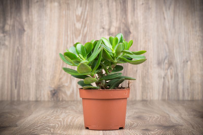 jade plant leaves turning brown