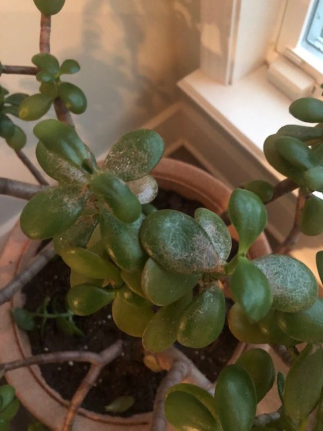 jade plant leaves turning brown