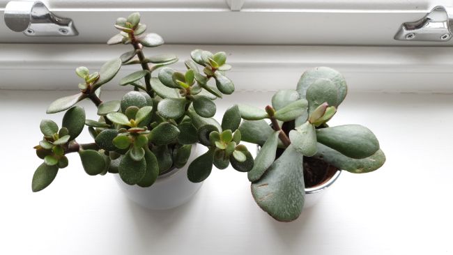 jade plant leaves turning brown