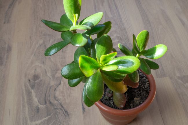 older leaves on jade plant (crassula ovata) turning yellow