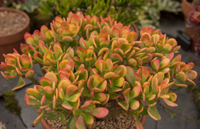 crassula ovata hummels sunset natural yellow colour