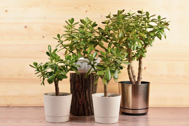 several jade plants with some yellow leaves