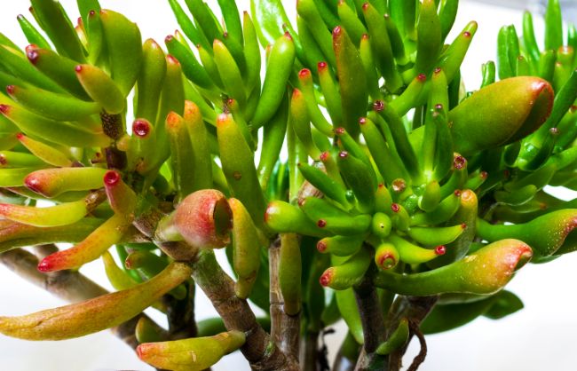 jade plant leaves turning yellow