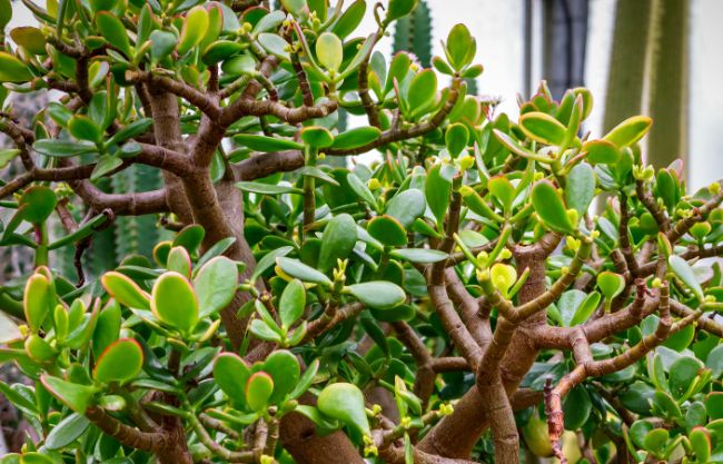 jade plant leaves turning yellow