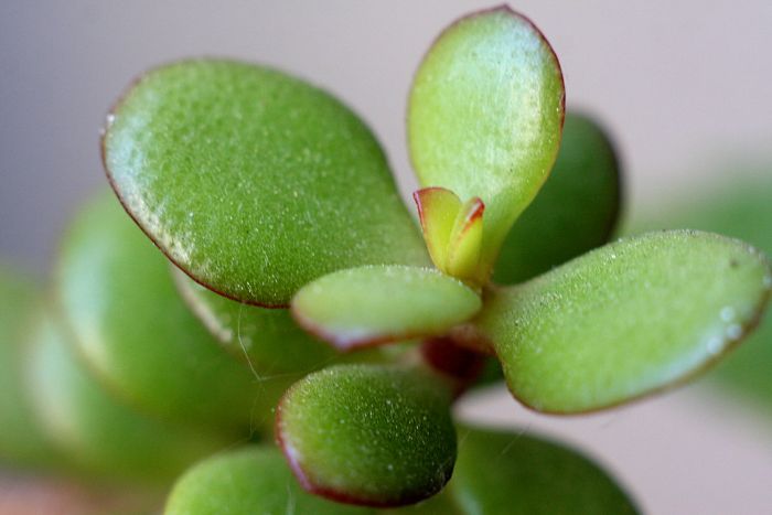 jade plant overwatering symptoms and solutions