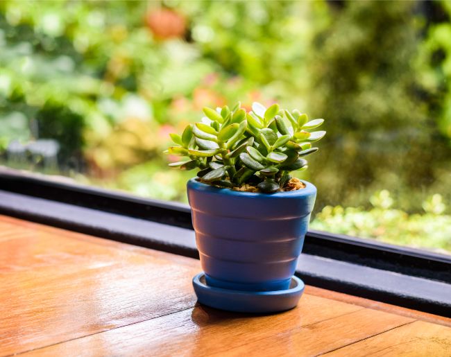 jade plant crassula ovata small indoor plant on windowsill