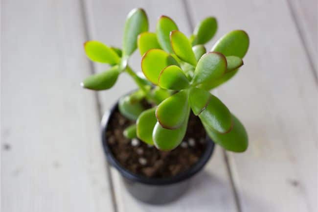 jade plant turning red crassula ovata