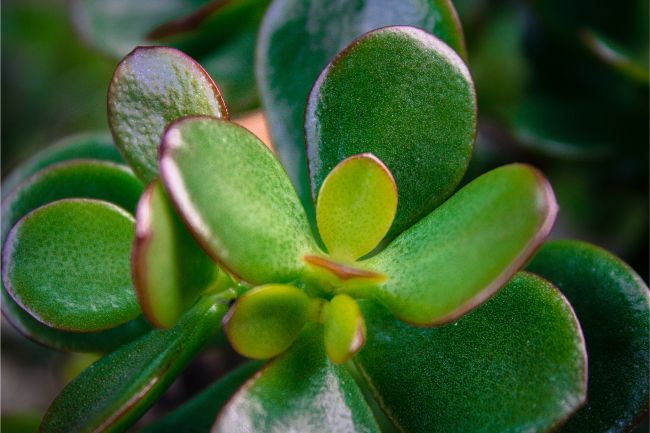 jade plant turning red crassula ovata