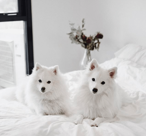 japanese_spitz_two