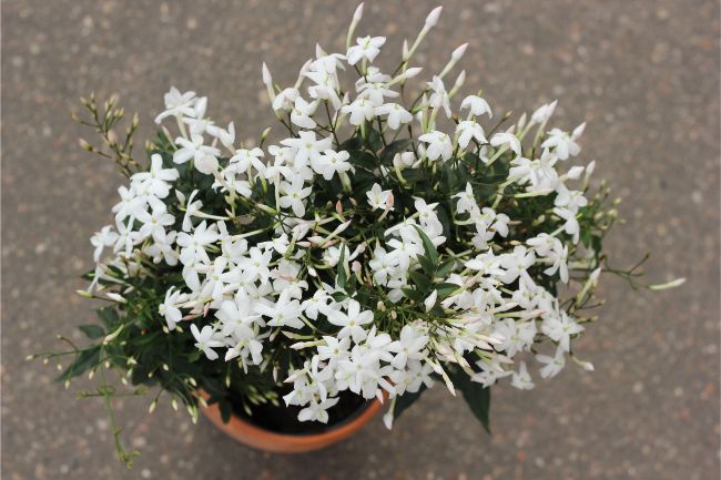 Jasmine flowering houseplants