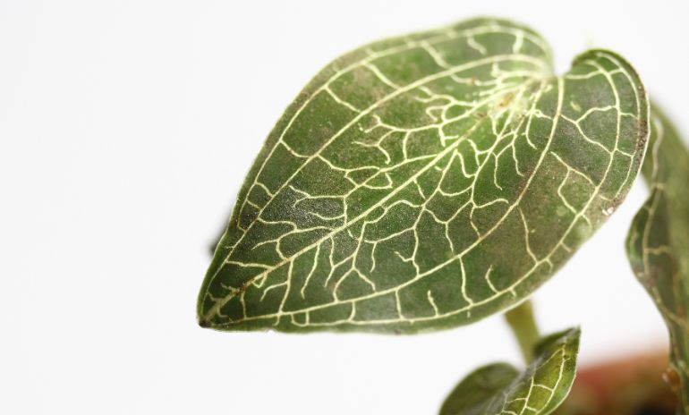 jewel orchid leaves turning brown