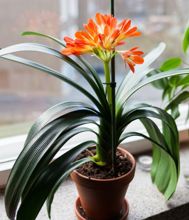 kaffir lily blooming houseplants