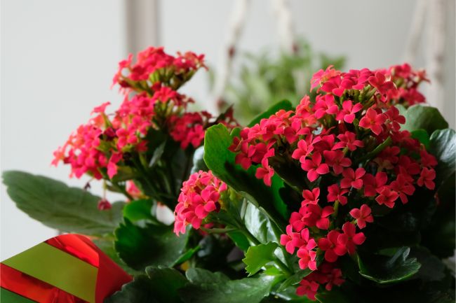 flaming katy kalanchoe blossfeldiana