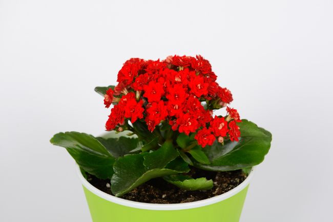 flaming katy (kalanchoe blossfeldiana)