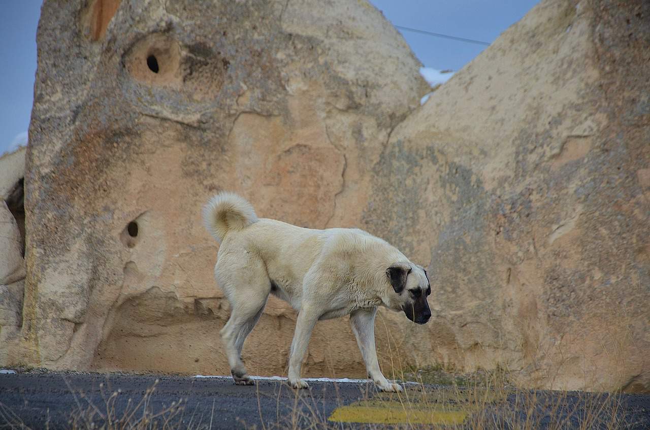 Huge Kangal dog walking outdoors