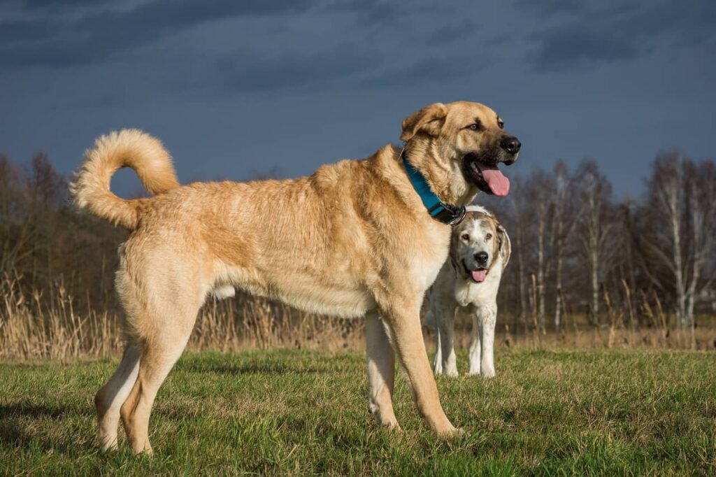 Kangal Dog on the grass