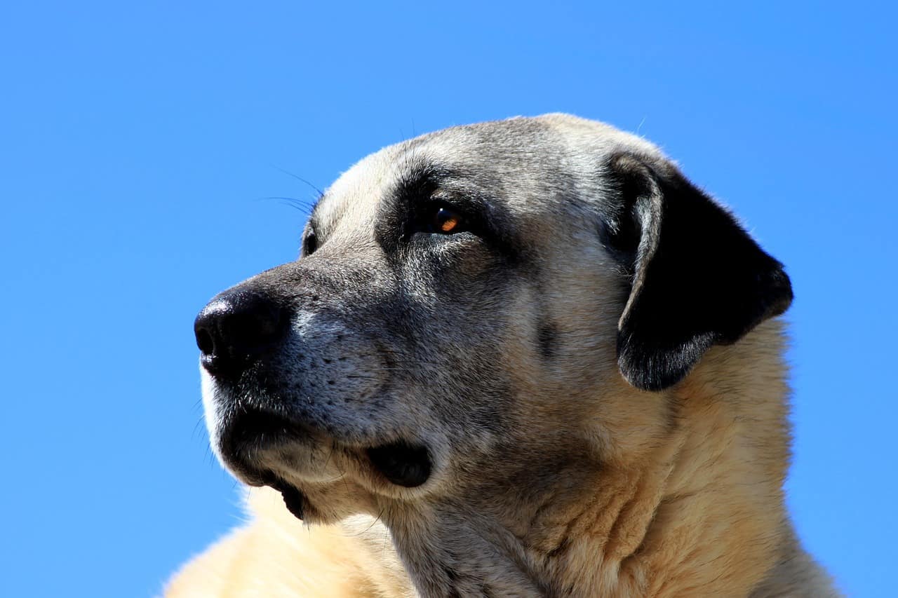 portrait of Kangal dog