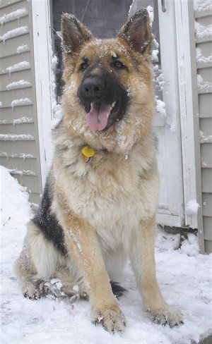 king shepherd sitting on snow