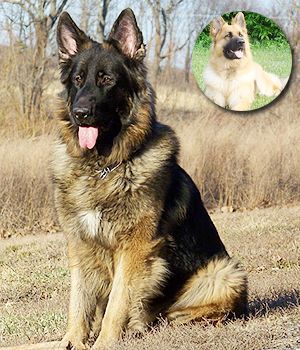 king shepherd outdoors sitting