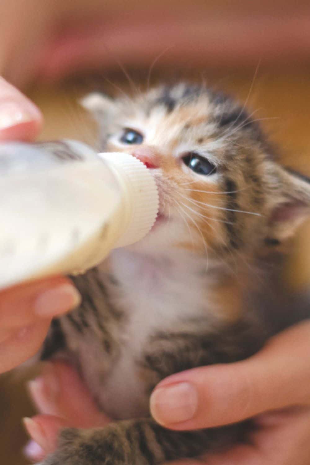 kitten being fed by bottle