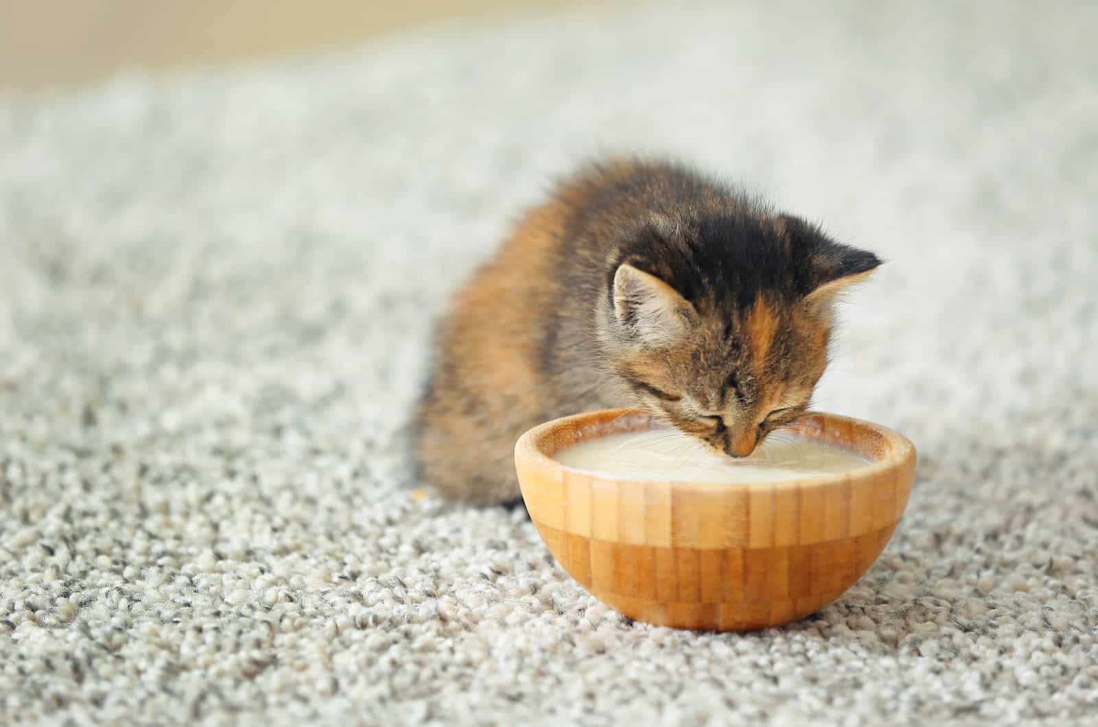 small kitten drinking milk at home