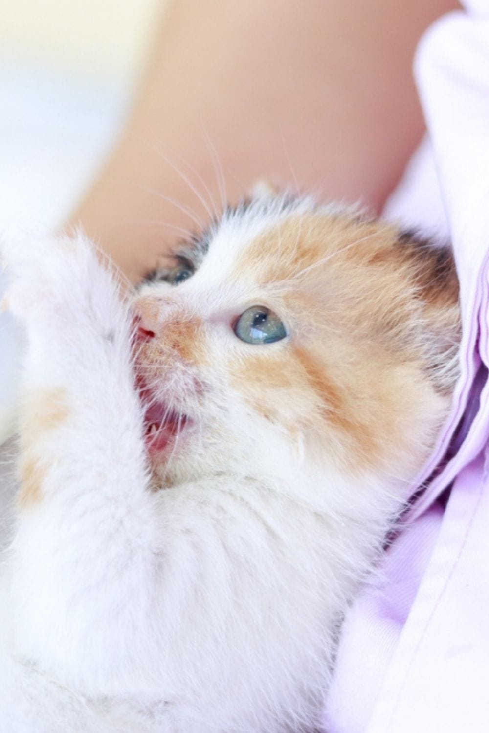 kitten eating milk from bottle