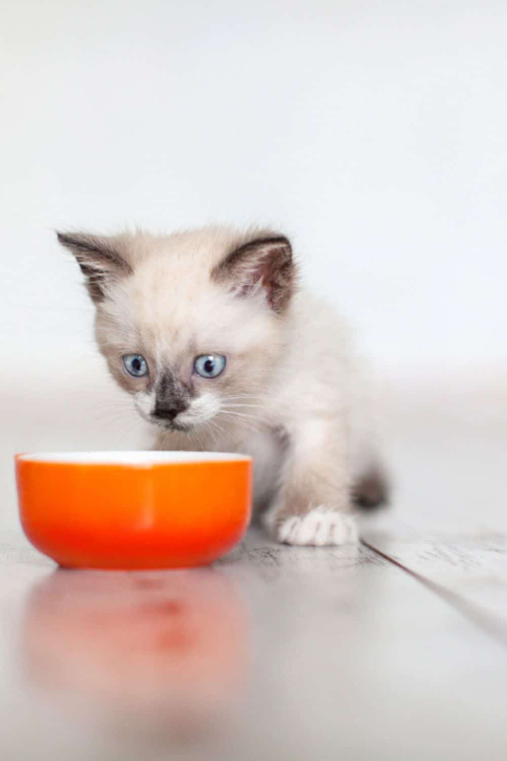 kitten eats from orange bowl