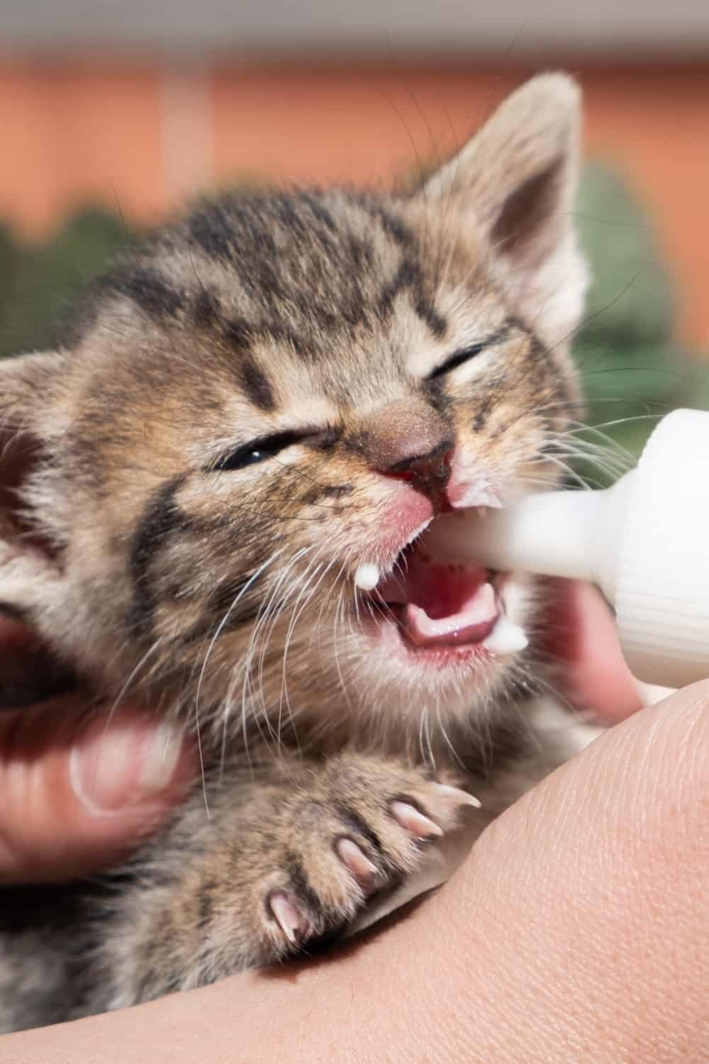 kitten fed by a bottle