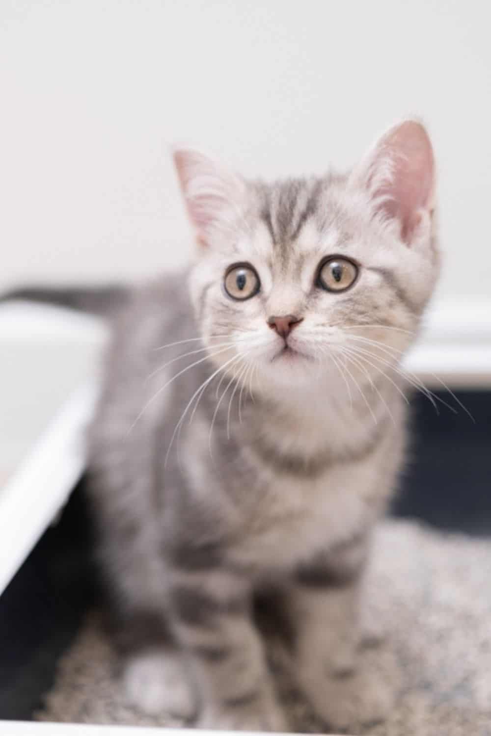 kitten in a litter box