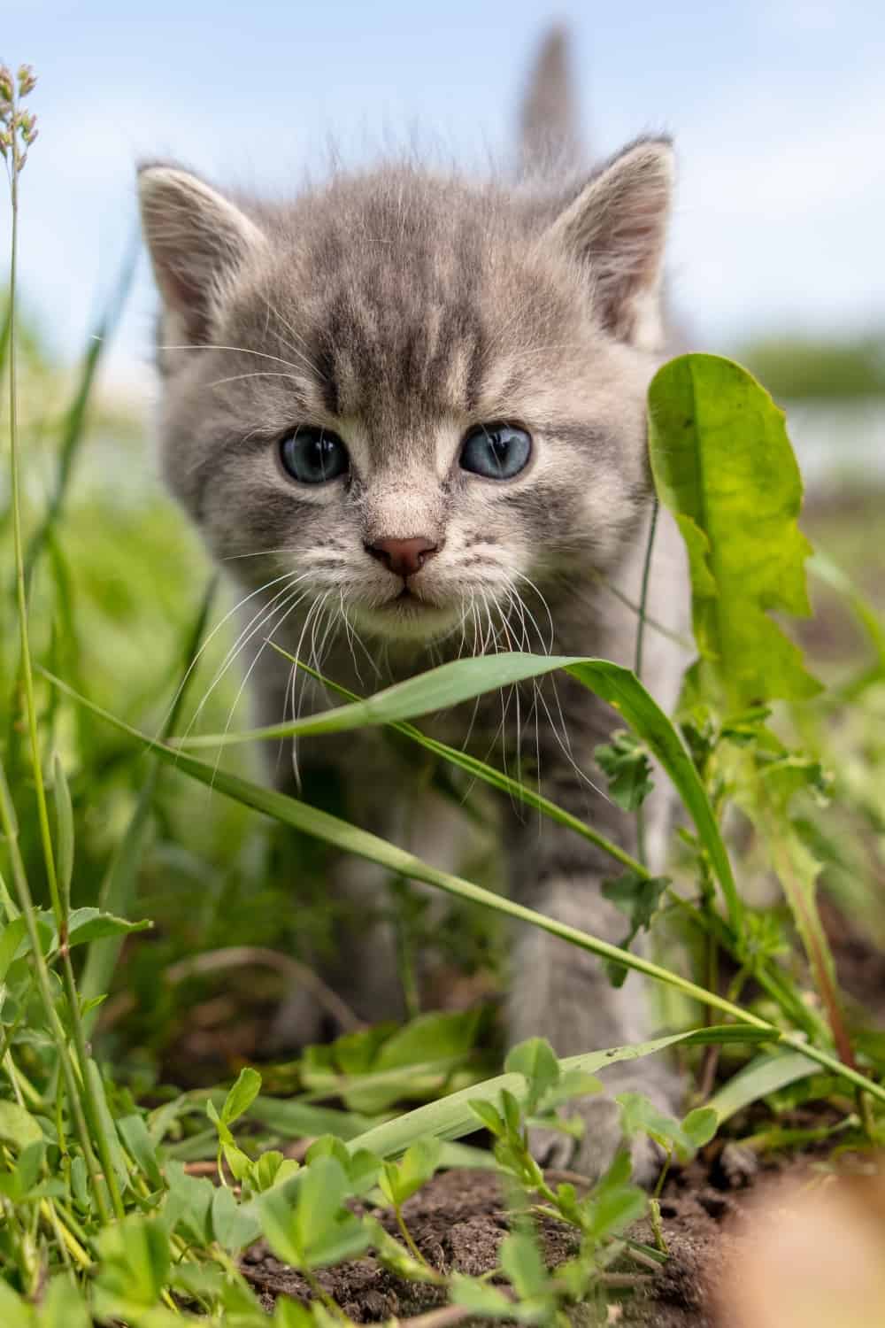 kitten in the grass