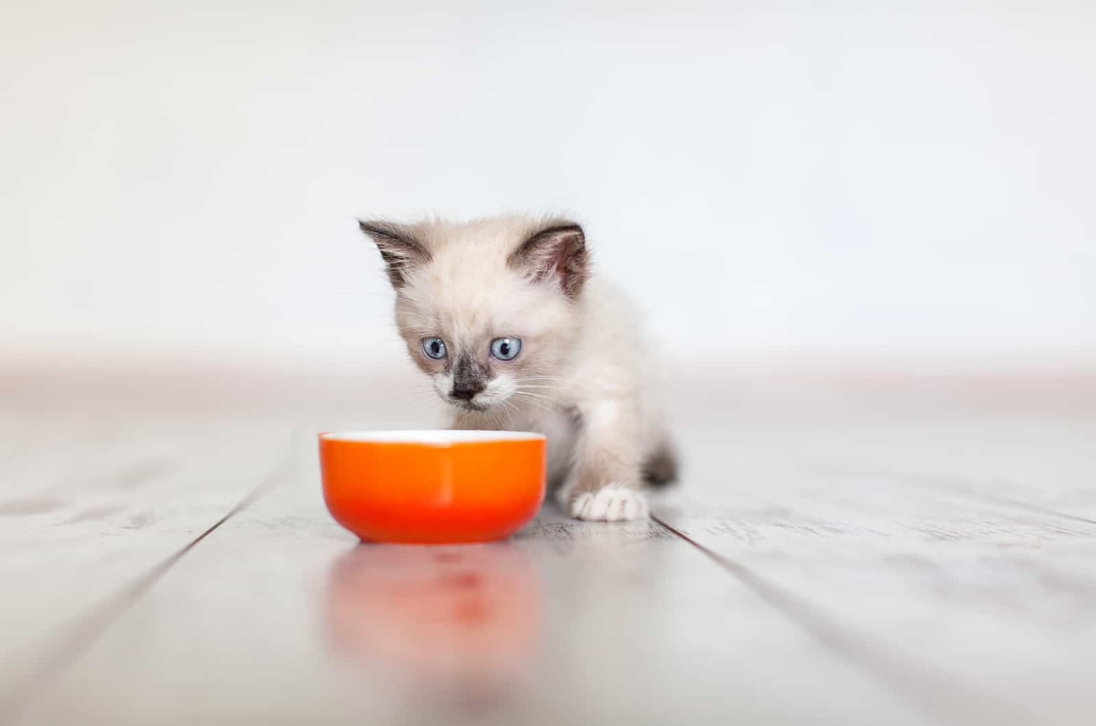 kitten looking at an orange bowl