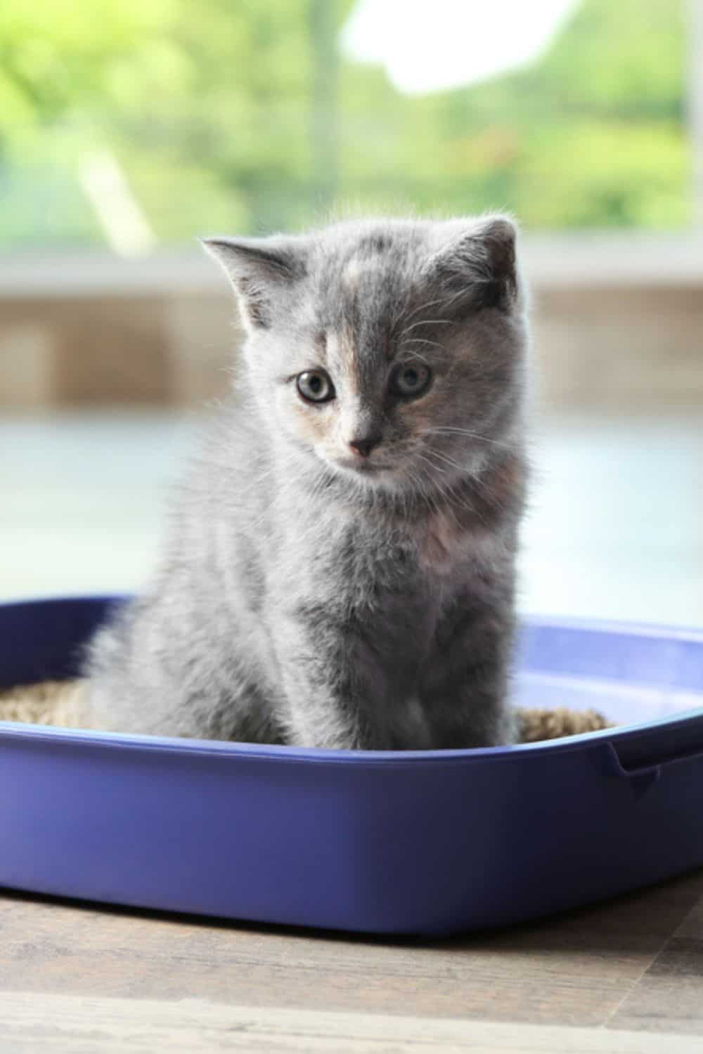 kitten sitting in a litter box