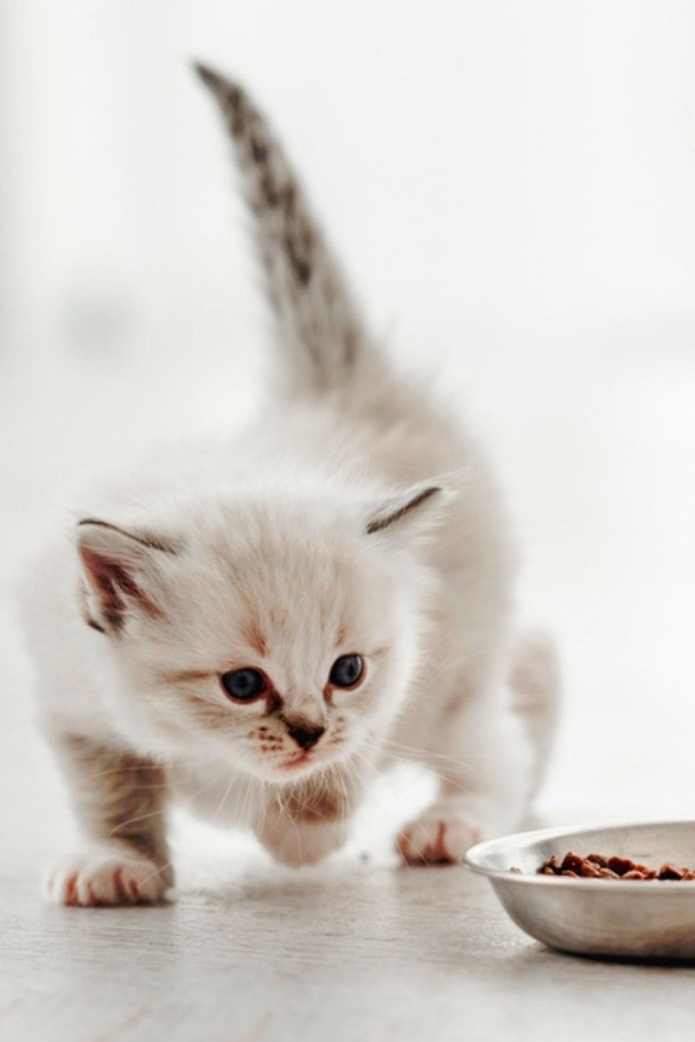 kitten sneaking around the food