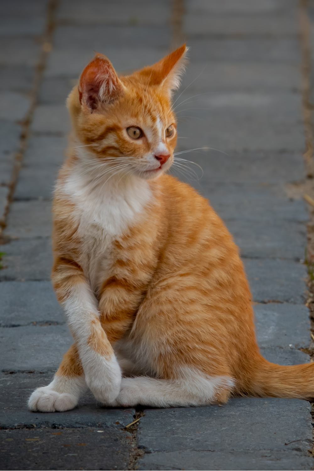 kitten with crossed paws